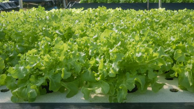 Hydroponic green oak lettuce growing in cultivation farm