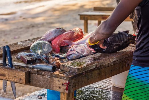 Close up to fisher's hands cleaning the fresh fish on a dirty wooden table on the beach,Mauritius.