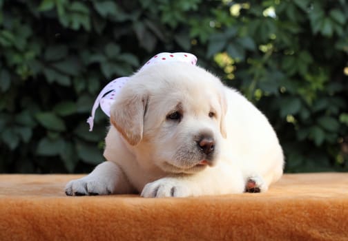 the little yellow labrador puppy sitting on yellow background