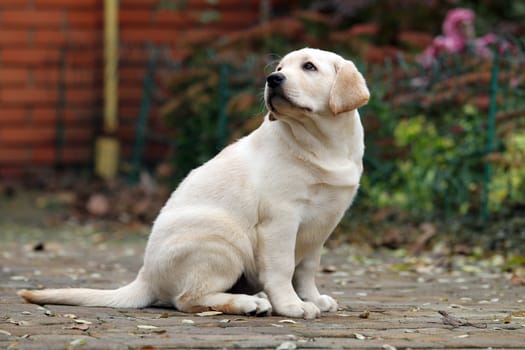 a little yellow labrador puppy sitting in the park in autumn