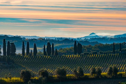 Tuscany landscape with vineyard, hills and mountain