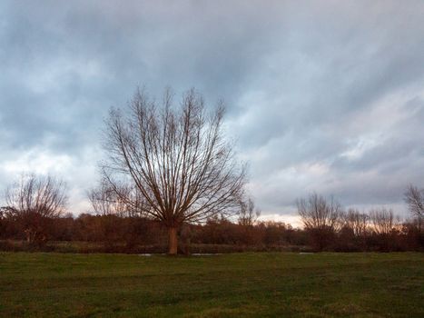beautiful bare autumn tree dedham empty countryside sky grass landscape; essex; england; uk