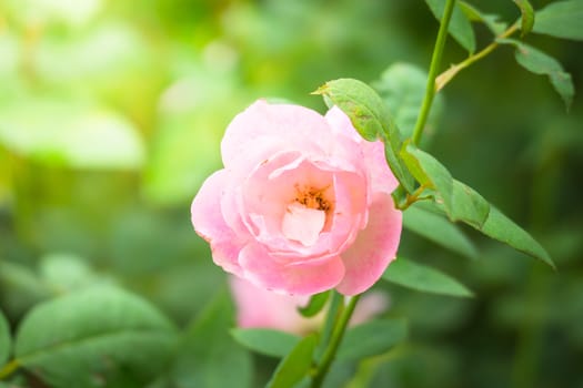 Roses in the garden, Roses are beautiful with a beautiful sunny day.