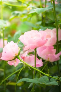 Roses in the garden, Roses are beautiful with a beautiful sunny day.