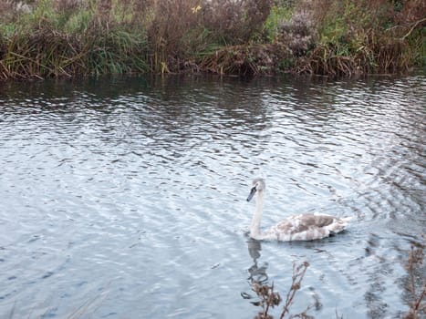 beautiful view of family of white mute swans and cygnets lake; essex; england; uk