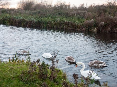 beautiful view of family of white mute swans and cygnets lake; essex; england; uk