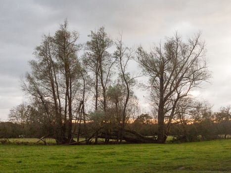 beautiful tall bare autumn trees in open field autumn dedham; essex; england; uk