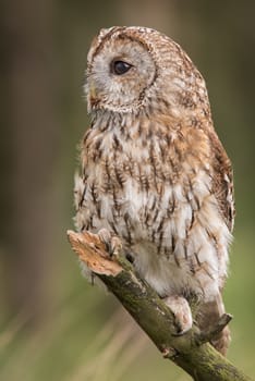 upright vertical portrait photograph of a Tawny owl perched on a branch looking to the left