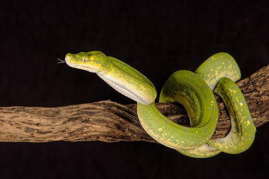 A close up of a green tree python curled around a branch with its tongue protruding