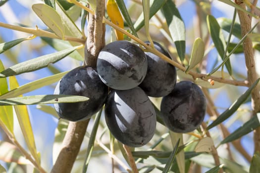 Black olives in a tree in Greece