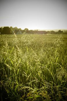 country farming scene long grass around field of corn in early evening light