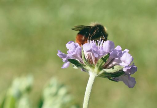Honey Bee on Purple Flower on summers day in garden
