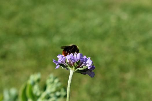 Honey Bee on Purple Flower on summers day in garden