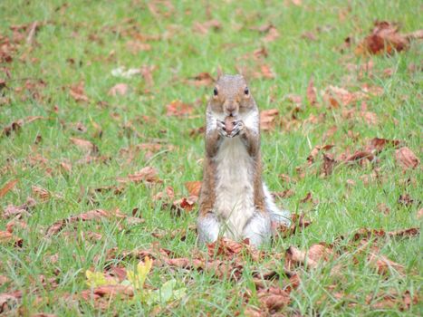 Squirrel foraging for and eating nuts in the park