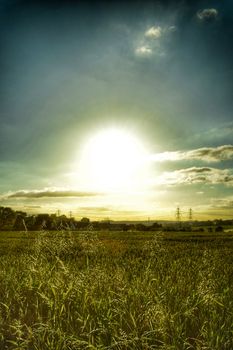 beautiful Sunset over fields of corn crop