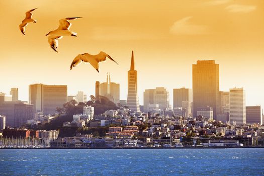 Seagulls flying over the bay on the background of San Francisco