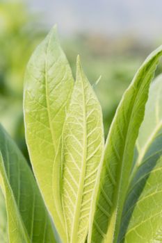 Close up Common tobacco, the Nicotiana tabacum is an annually-growing herbaceous plant