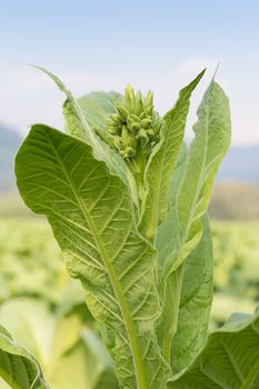 Close up Common tobacco, the Nicotiana tabacum is an annually-growing herbaceous plant