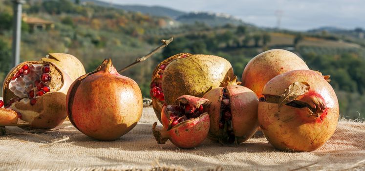 Pomegranate fruits with a countryside background