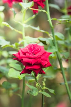 Roses in the garden, Roses are beautiful with a beautiful sunny day.