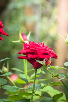 Roses in the garden, Roses are beautiful with a beautiful sunny day.