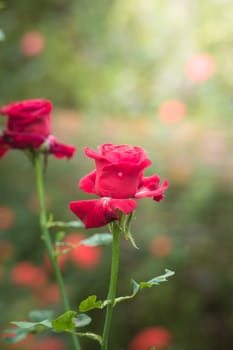 Roses in the garden, Roses are beautiful with a beautiful sunny day.