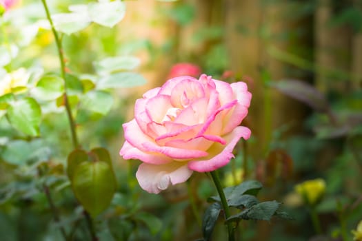 Roses in the garden, Roses are beautiful with a beautiful sunny day.