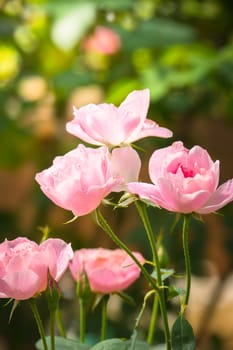 Roses in the garden, Roses are beautiful with a beautiful sunny day.