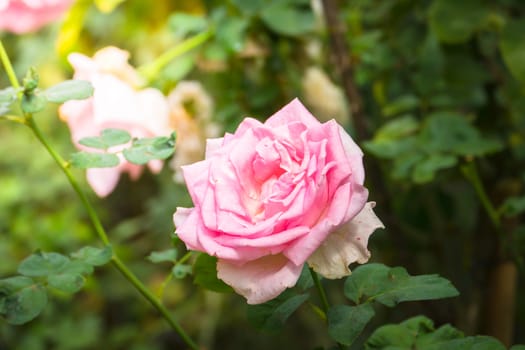 Roses in the garden, Roses are beautiful with a beautiful sunny day.