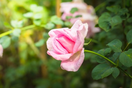 Roses in the garden, Roses are beautiful with a beautiful sunny day.