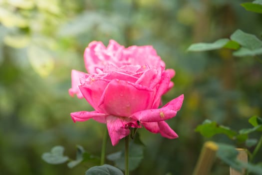 Roses in the garden, Roses are beautiful with a beautiful sunny day.