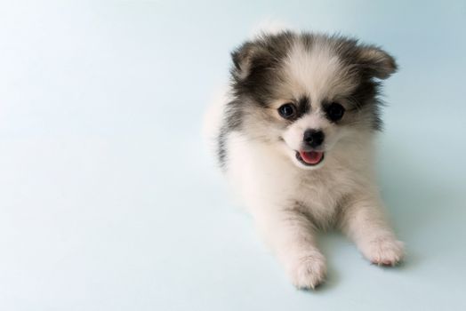 Closeup puppy pomeranian age 2 month with light blue background, dog healthy concept