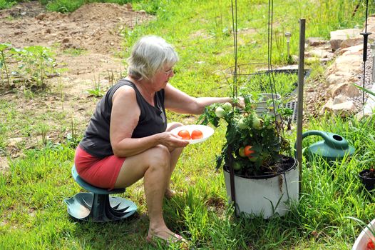 Female gardener picking tomatoes from her garden outside.