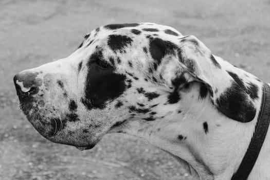 Spotted dog head. Shallow depth of field.