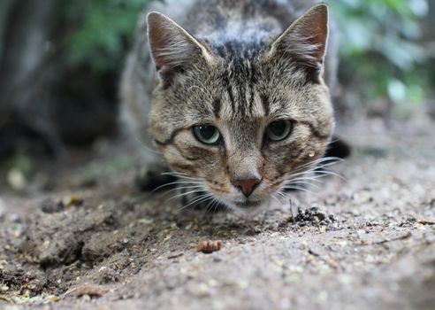 striped tabby cat with green eyes looking close to