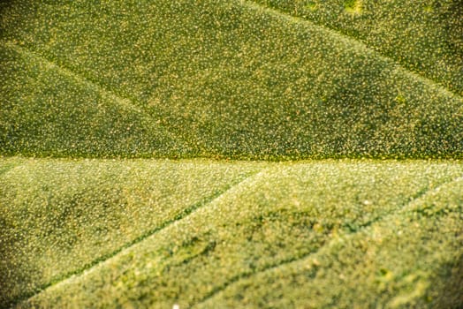 Macro photograph of the texture of a leaf in autumn on the ground