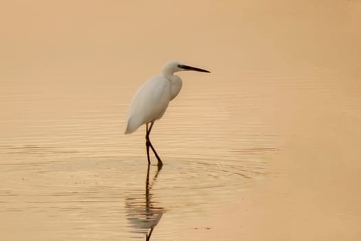 A white bird on top of the water at sunset