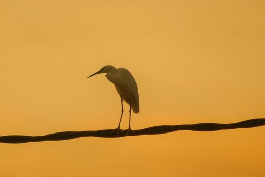 A white bird on top of a cable at sunset