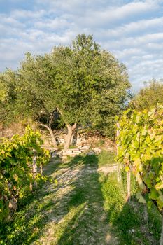 Olive trees and vineyard in late summer, typical mediterranean rural landscape, could be Tuscany or Dalmatia