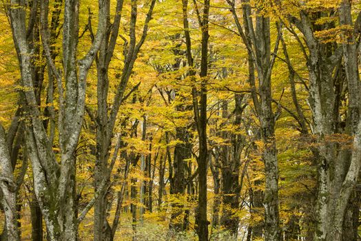 Ancient beech tree forest in Italy, Mount Cimino, UNESCO World Heritage Nature Site