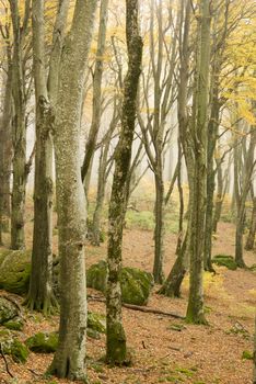 Ancient beech tree forest in Italy, Mount Cimino, UNESCO World Heritage Nature Site