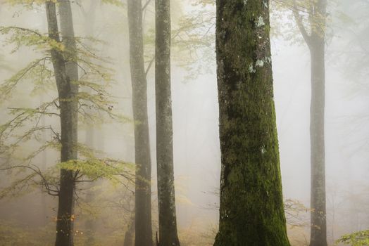 Ancient beech tree forest in Italy, Mount Cimino, UNESCO World Heritage Nature Site