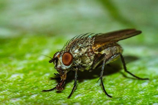 A house fly close-up portrait in the wild macro