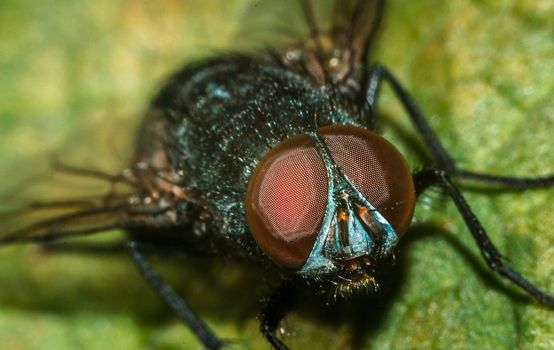 A house fly close-up portrait in the wild macro