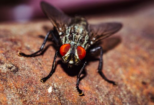 A house fly close-up portrait in the wild macro