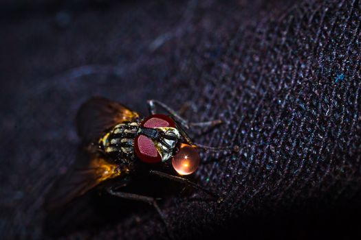 A house fly close-up portrait in the wild macro