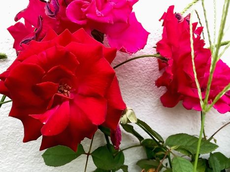 Closeup red rose