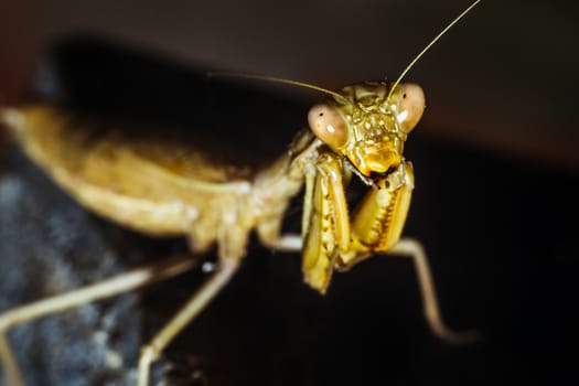 Praying mantis close-up looks into the eyes on a black background, wild nature