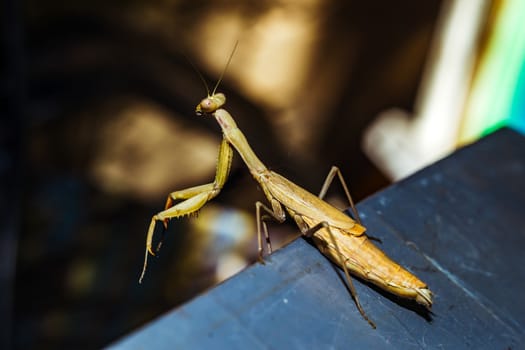 Praying mantis close-up looks into the eyes on a black background, wild nature