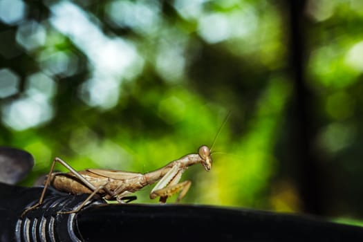 Praying mantis close-up looks into the eyes on a black background, wild nature